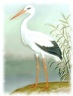 white-stork