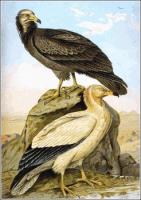 Egyptian-Vulture