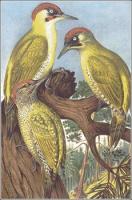 Green-Woodpecker