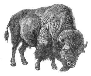 bison-BW