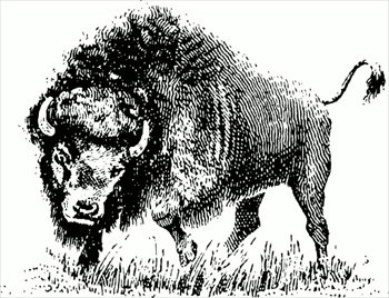 buffalo-sketch