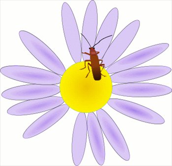 bug-on-a-flower