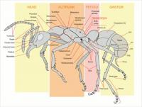 ant-worker-full-page