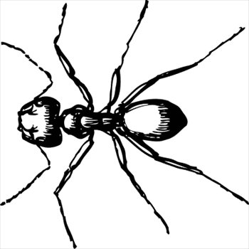 carpenter-ant-closeup