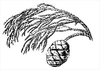 cypress