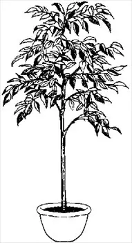 indoor-plant