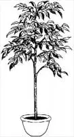 indoor-plant