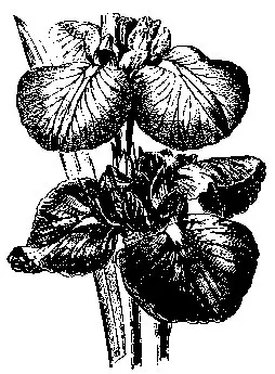 iris