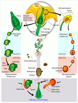 Angiosperm-life-cycle-diagram