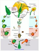 Angiosperm-life-cycle-diagram