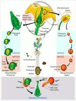 Angiosperm-life-cycle-diagram