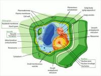 Plant-cell-structure