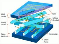 Plant-cell-wall-diagram