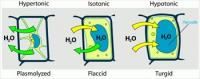 Turgor-pressure-on-plant-cells-diagram