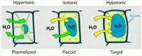 Turgor-pressure-on-plant-cells-diagram