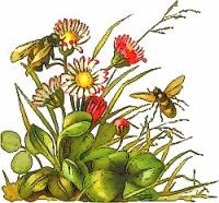 bees-flowers