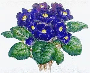 African-violet