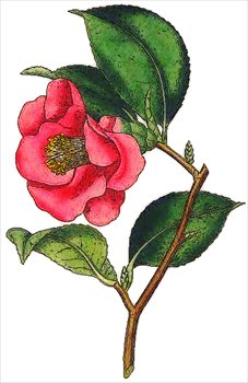 Camellia-Japonica