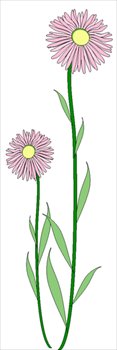 alpine-daisy