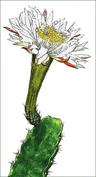 cactus-flower-Acanthocereus-subinermis