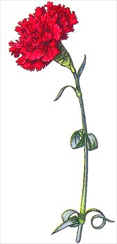 red-carnation