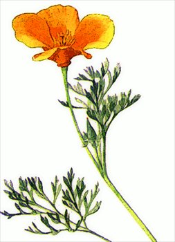Free Golden-Poppy Clipart - Free Clipart Graphics, Images and Photos ...