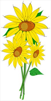 Helianthus