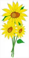 Helianthus