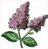 lilac-cutting