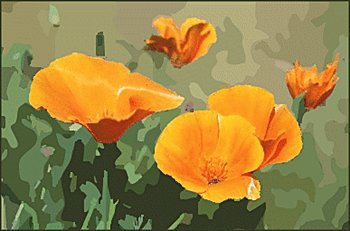 California-poppy