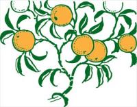 orange-branch