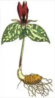 Trillium-sessile