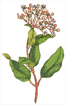 Viburnum-Tinus