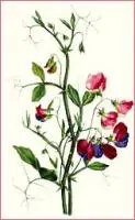 sweetpea