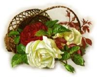 basket-red-white-roses