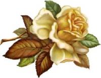 beautiful-rose