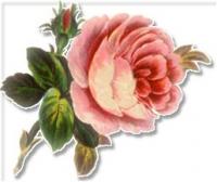 large-soft-pink-rose