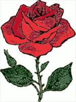 rose-drawing