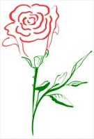 two-tone-rose