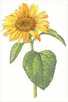 Common-Sunflower