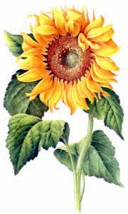 Free Sunflower-2 Clipart - Free Clipart Graphics, Images ...