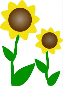 sunflowers