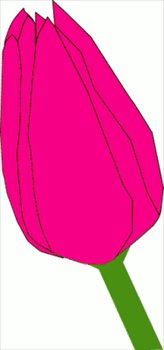 pink-tulip