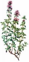 Breckland-Thyme