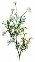 Chamomile