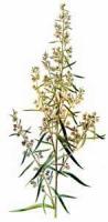 Tarragon