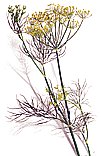 dill