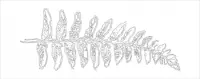 fernbranchjohnolsen02