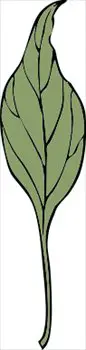 ivy-leaf-4