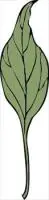 ivy-leaf-4